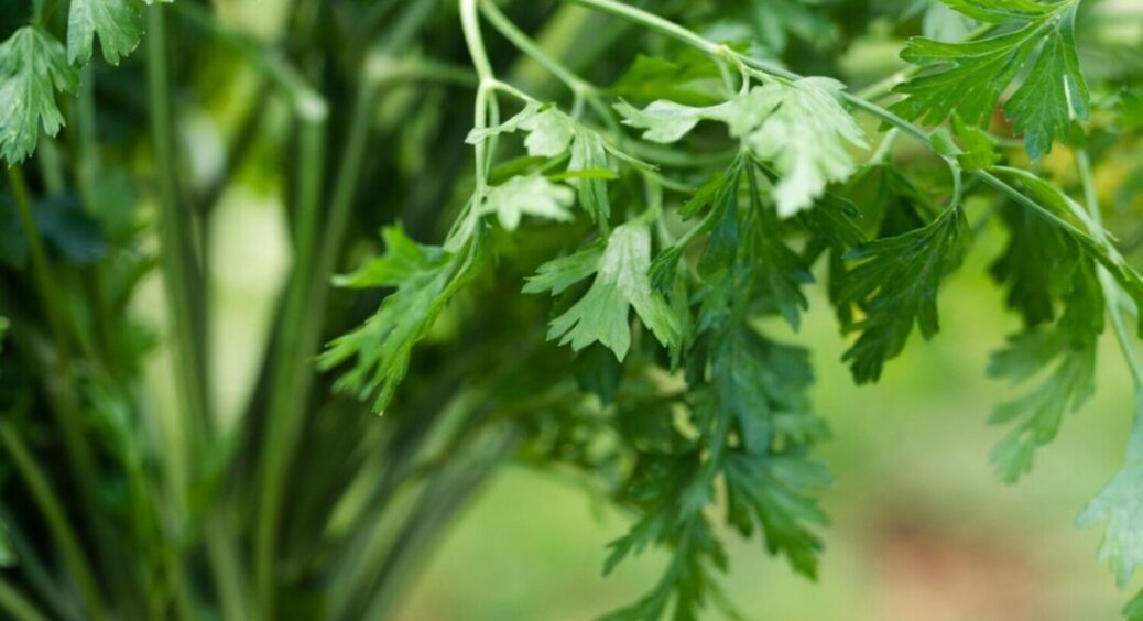 Петрушці це в жодному разі не можна: 3 головні заборони — вона цього не переносить 