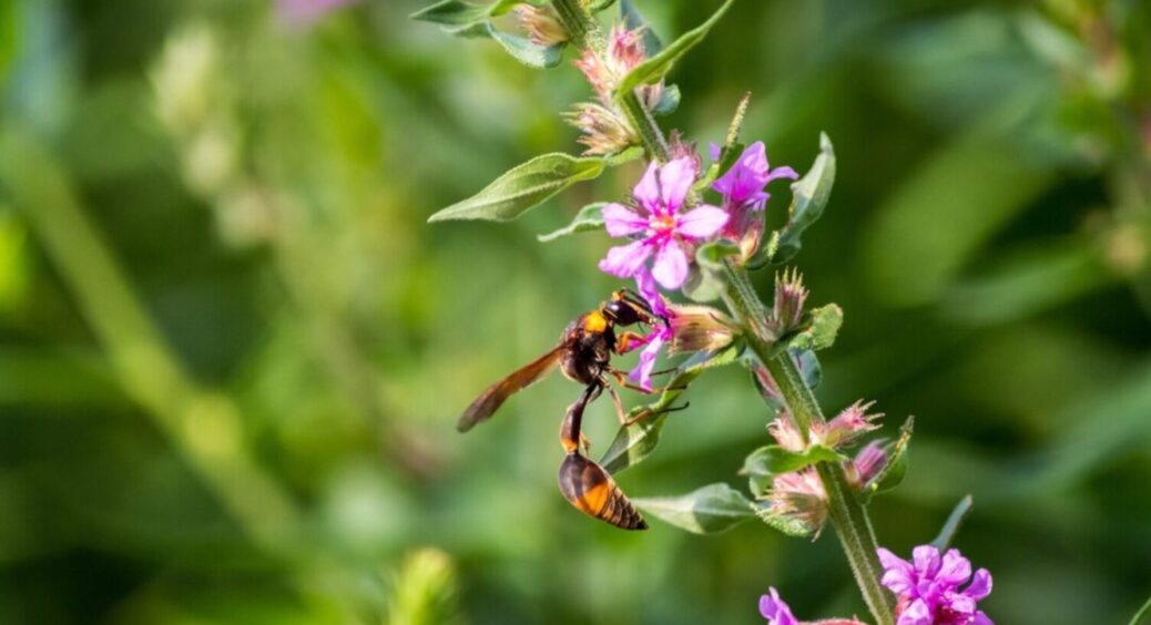 Це справжній магніт для бджіл: 1 простий прийом, і на ділянці їх буде купа без висадки квітів 