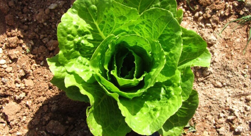 10 г підживки на 10 л води: капуста щороку родить величезні качани, бо підживлюю як треба 