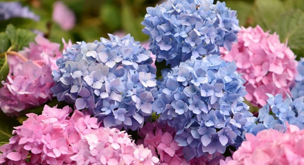 Весь сад як з картинки: підгодуйте цим гортензію навесні 2025 і буде цвісти безперервно 