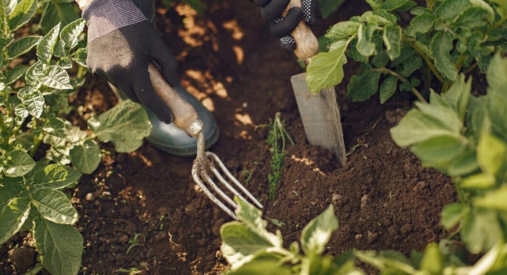Чому зола стає все більш популярною серед садівників? 3 ефективні прийоми з її використанням 
