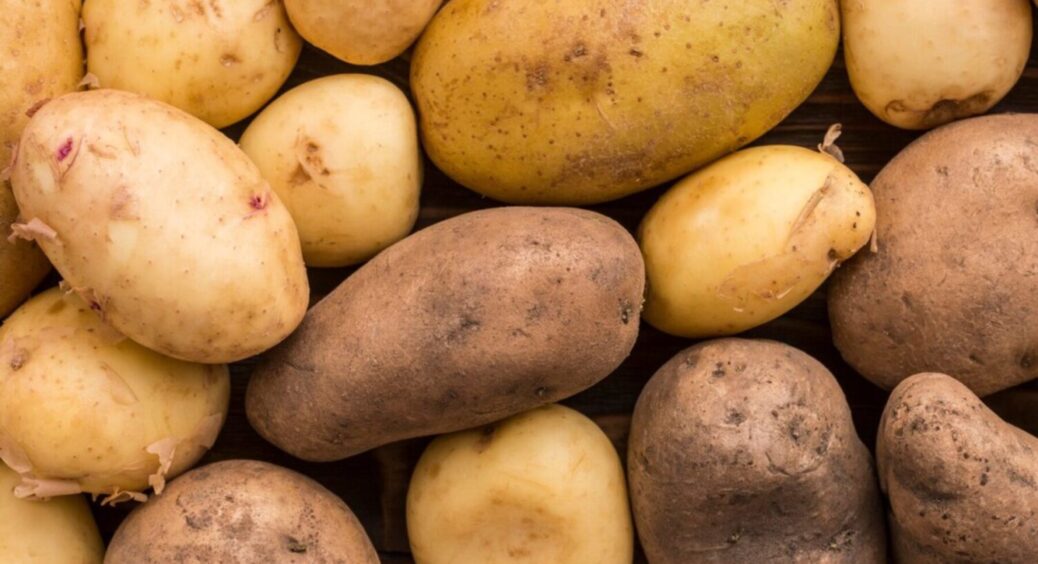 5 дій, які призводять до цього: врожай картоплі стає все менше і менше – що робити? 
