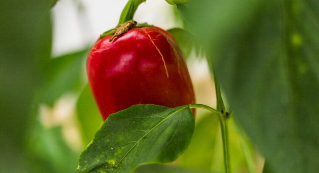 Те, що ми називаємо просто кашею, перетворює перець на велетнів: прийом, який працює на всі 100 