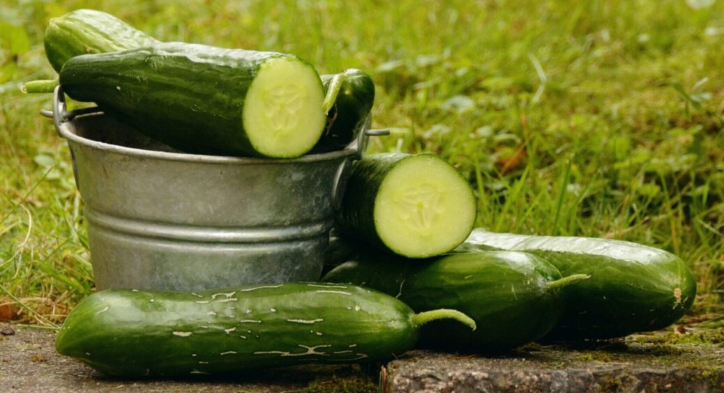 6 сортів і розкішний врожай у вас в кишені: які огірки посадити на ділянці – чемпіони 2025 