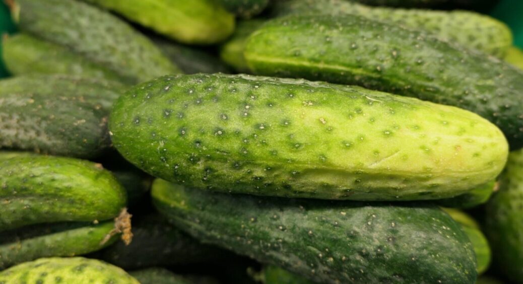 “Живучий” сорт огірків: посадили і забули – 10 кущів, а врожаю на всіх дітей та онуків 