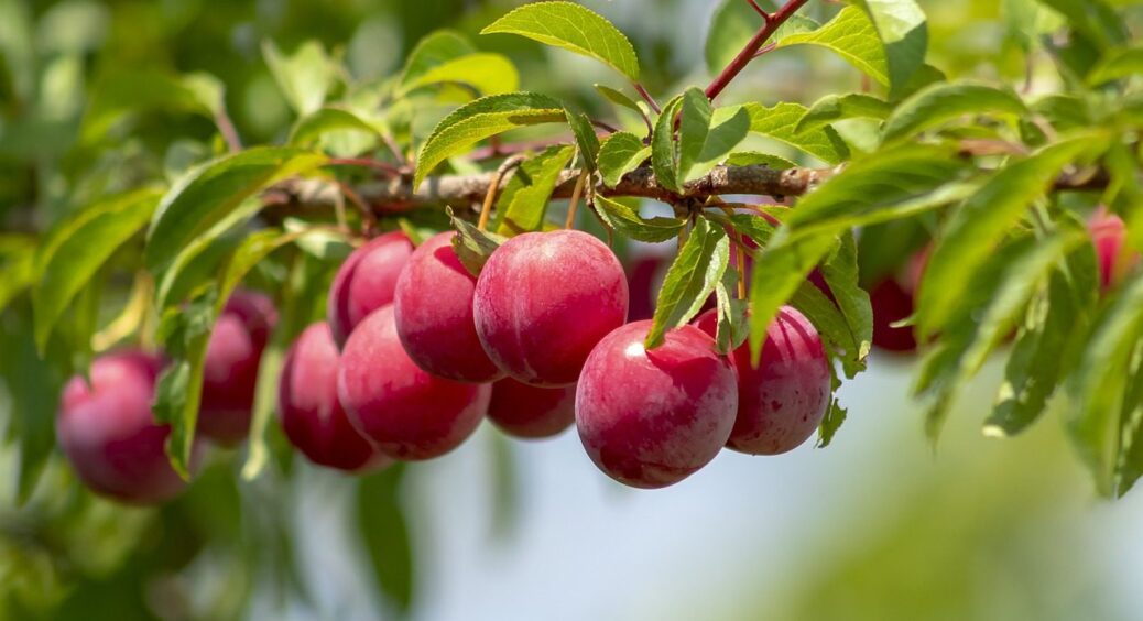 Хочеться мати 100 кг слив щороку? Березень — вирішальний місяць: внесіть під корінь це 