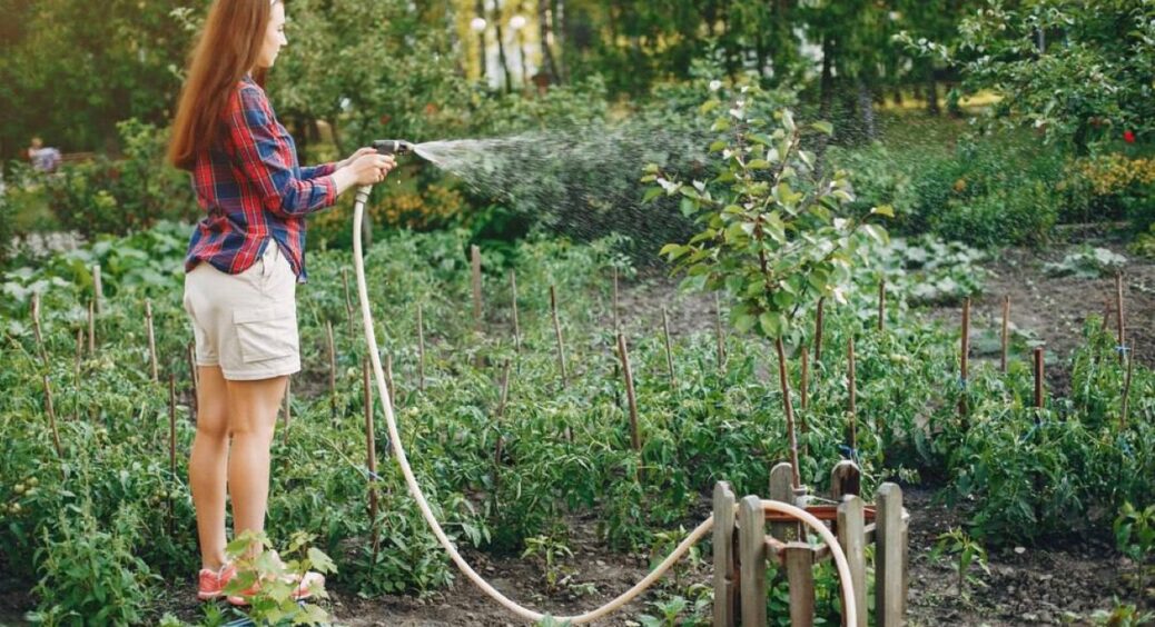 Як заощаджувати по 100 літрів води на тиждень: лайфхак для врожайного городу без переплат 