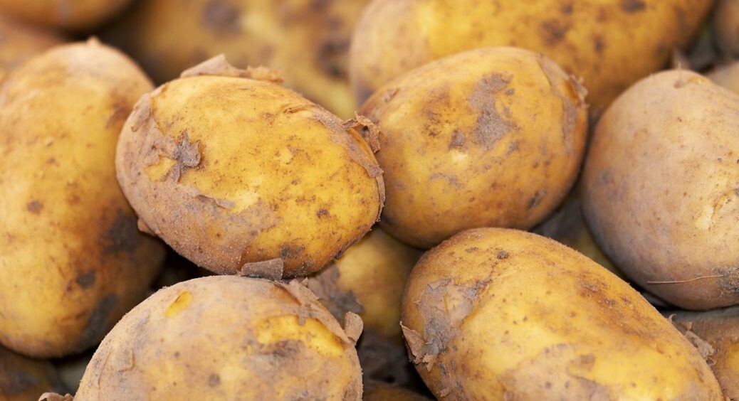 Від цього добрива буде лише шкода. Чим краще підживлювати картоплю під час висаджування 