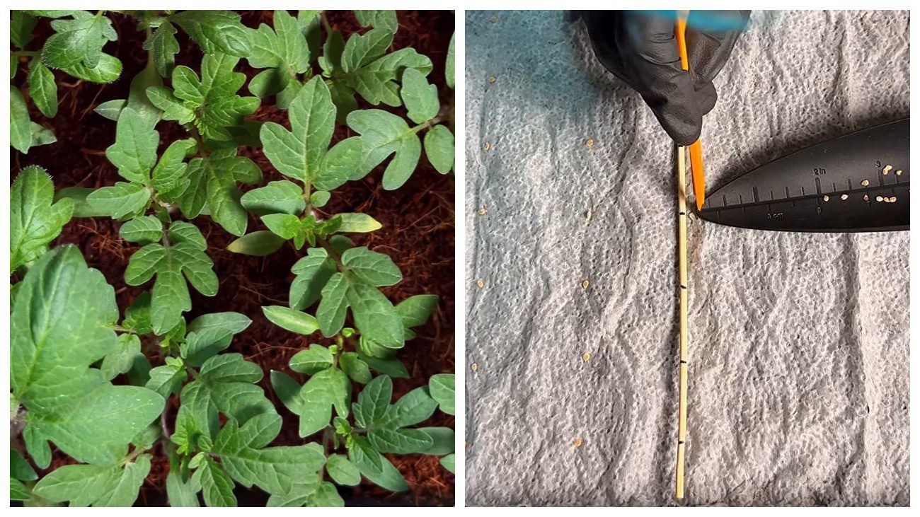 Городники пояснили, який революційний прорив стався у вирощуванні томатів