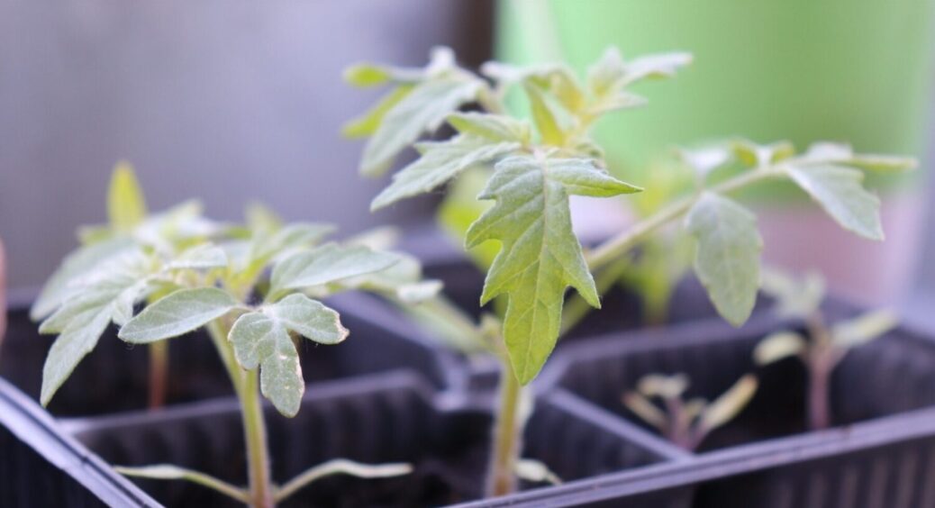 Подруга-астролог назвала сприятливі дні для дачі: коли в 2025 році сіяти огірки на розсаду 