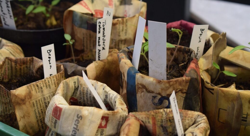 Чи можна бути впевненими в саджанцях, якщо не знати, як і де вони були вирощені: є відповідь 