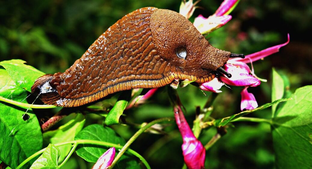Вечором змащуємо 2 поліна кефіром та рушаємо спати: слимаків наступної ночі як не бувало 