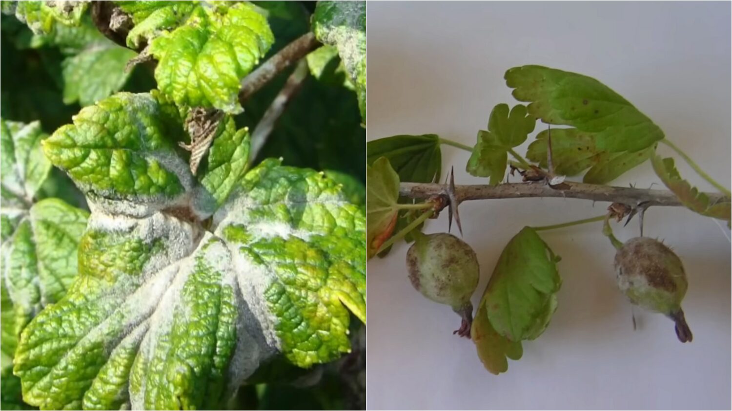 Садівники пояснили, як захистити смородину та аґрус від борошнистої роси