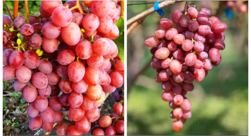 Безкісточковий сорт винограду, який швидко приживається: плоди будуть вже на початку серпня 