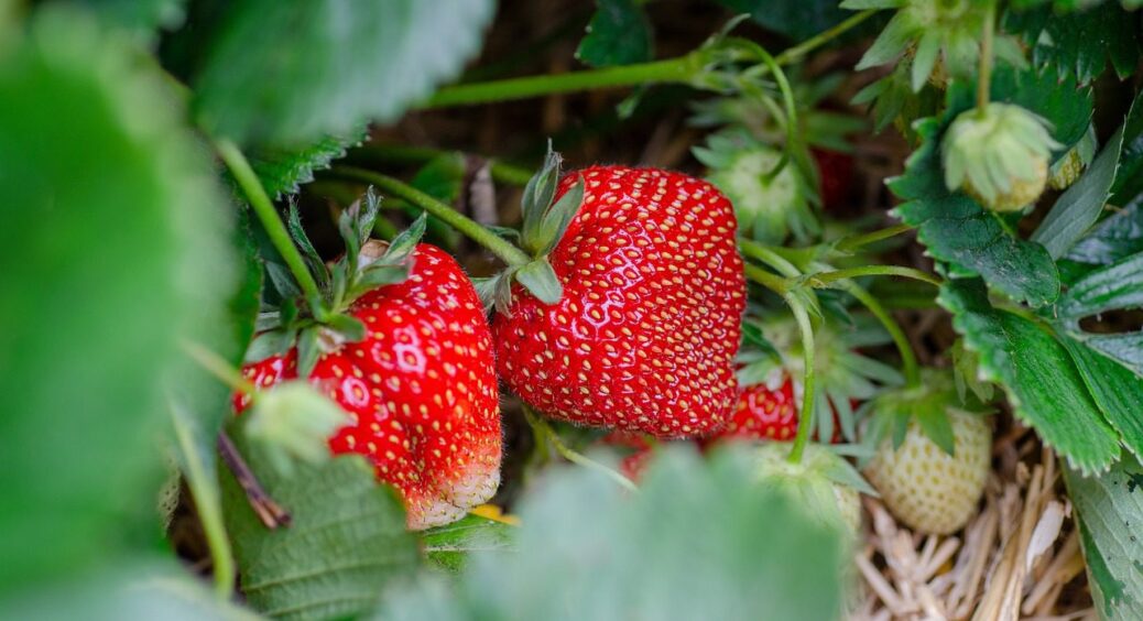 Смачної полуниці не буде, якщо забути про ці 2 простих правила: як загубити урожай ягід 