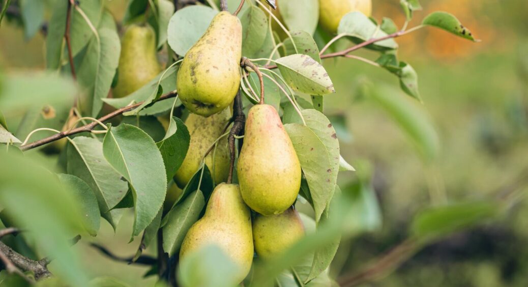2 обробки – і листя груші очищається від плям: новий підхід аграріїв Чернігівщини 