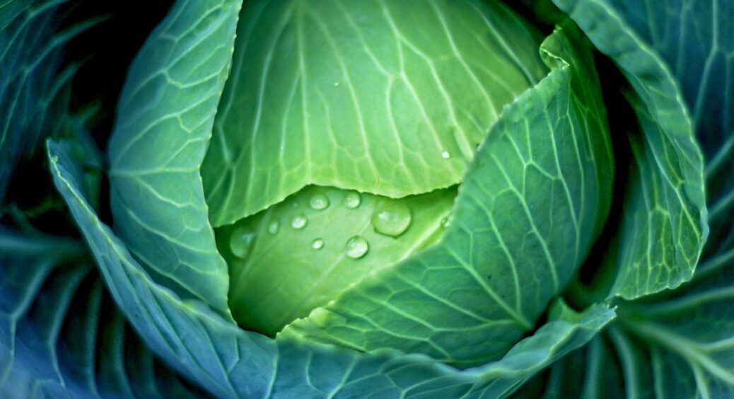 3 культури, після яких капуста не росте — уникайте цього, або попрощайтеся з врожаєм 
