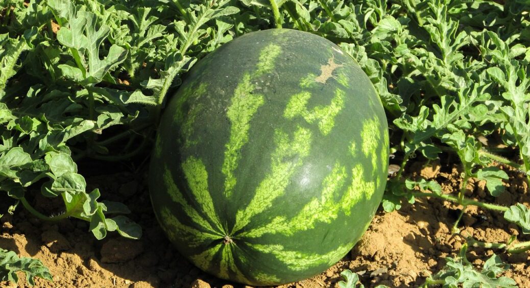 Хто сказав, що кавуни ростуть лише на півдні? Виростіть їх на балконі у пластиковій пляшці 