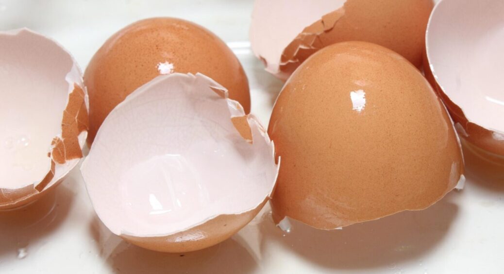 Навіщо кидати яєчну шкаралупу в землю? Агрономи просять дачників зробити це до 16 березня 