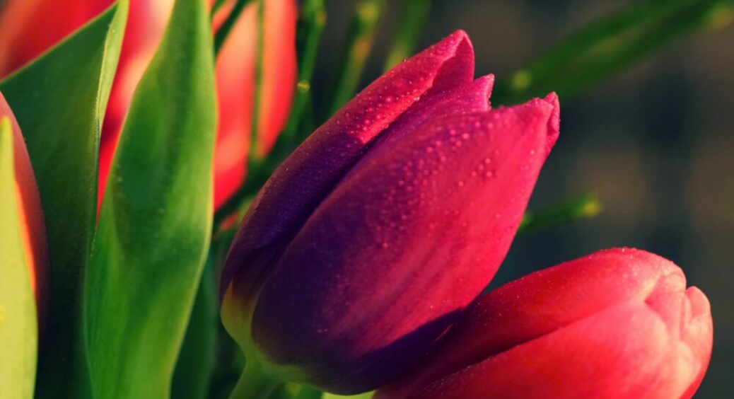 Тато-садівник сказав, коли садити тюльпани восени, щоб навесні розквітли килимом: ефект вау 