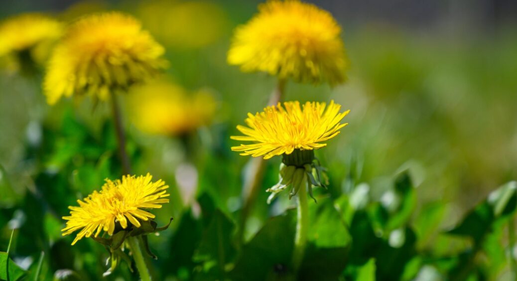 Кульбаби в саду добре чи погано? Ось чому господині на Одещині їх не видаляють – 3 причини 
