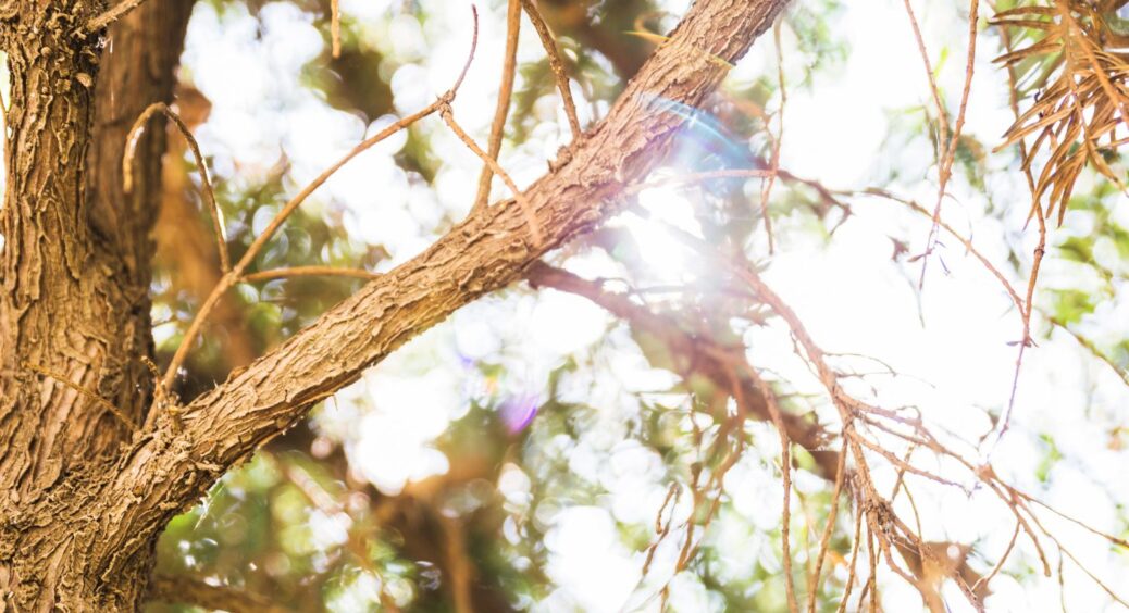 Зникнуть навіть лишайники та мох: ЦЕЙ копійчаний засіб чудово оберігає наш садок вже 80 років 