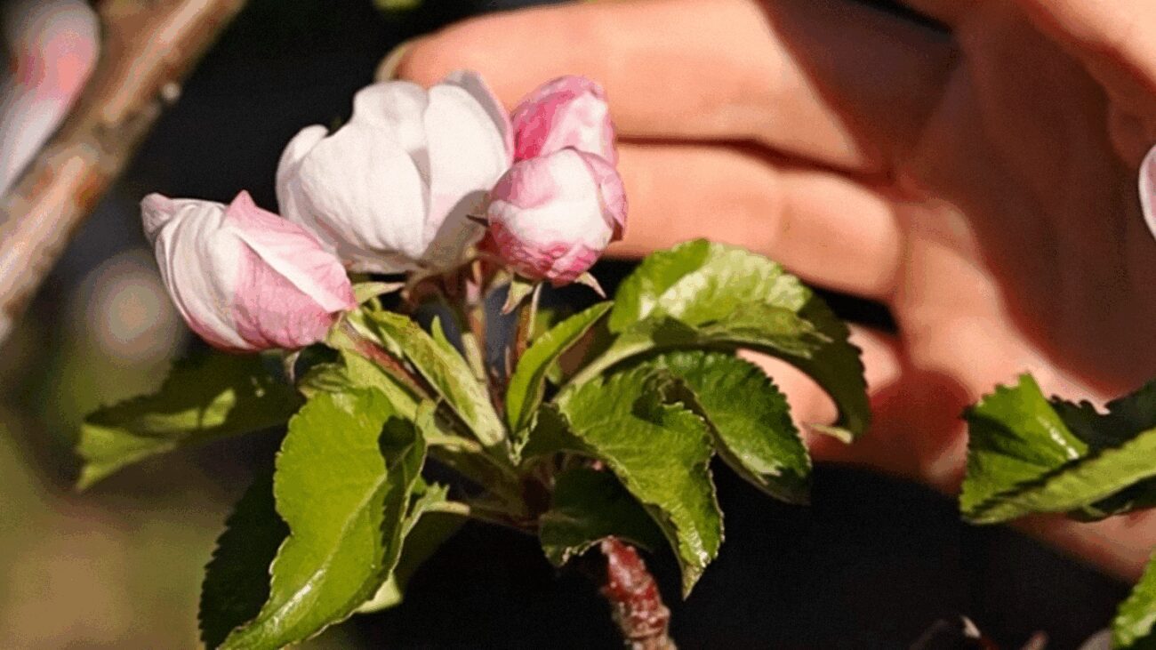 Експерти порадили ефективний розчин проти попелиці із двох інгредієнтів