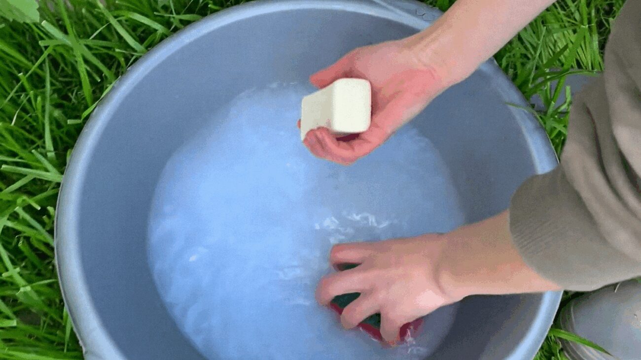 Експерти порадили ефективний розчин проти попелиці із двох інгредієнтів