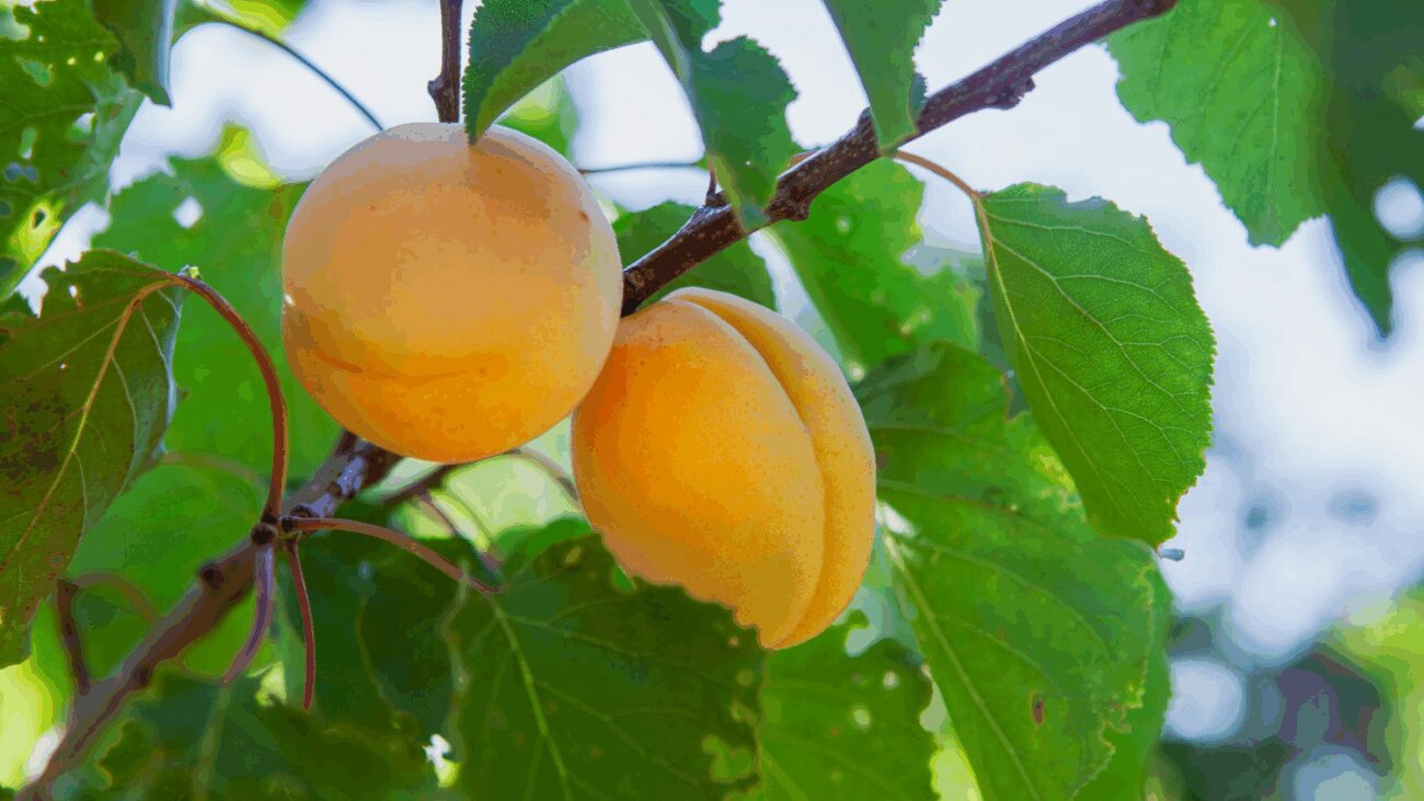 Городник розповів, чим підживити абрикоси для рясного врожаю