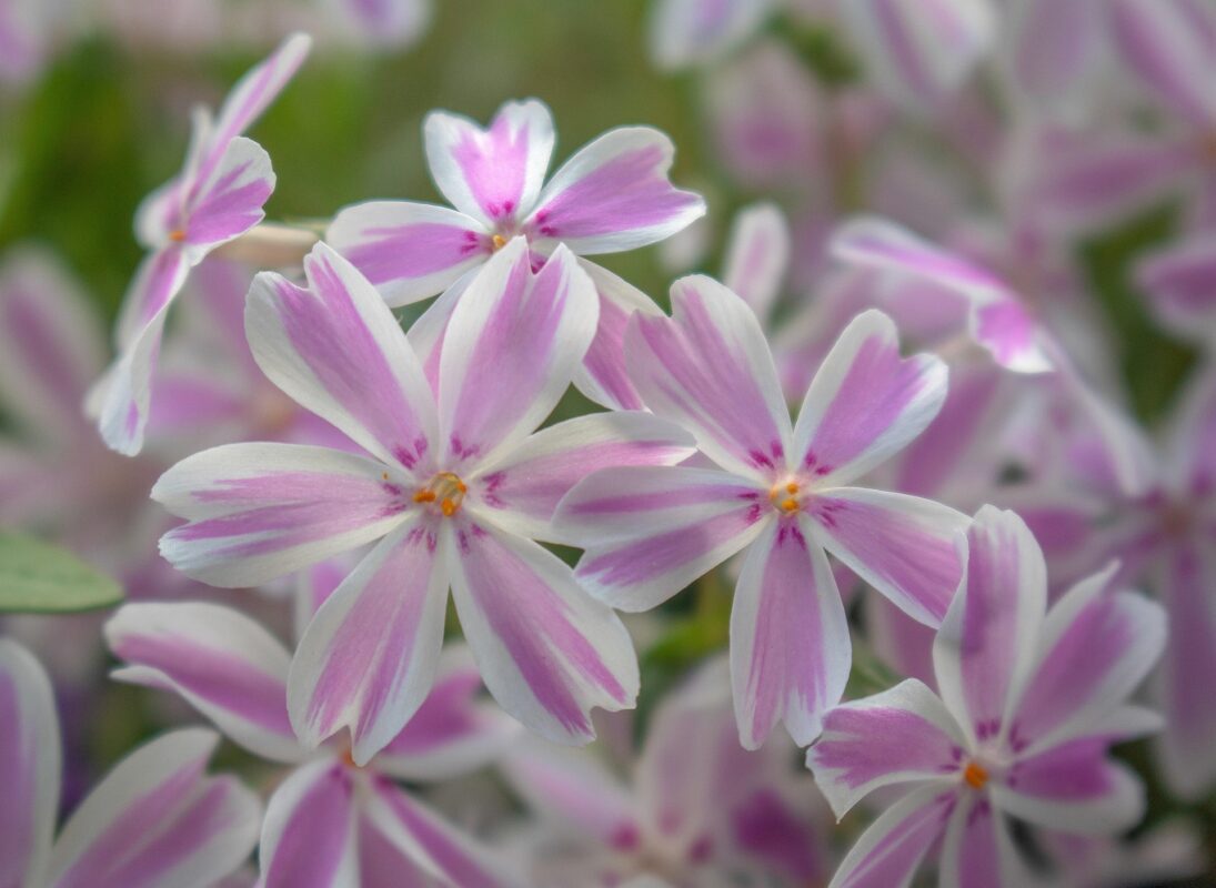 Садівники пояснили, які багаторічні квіти варто посадити в дворі