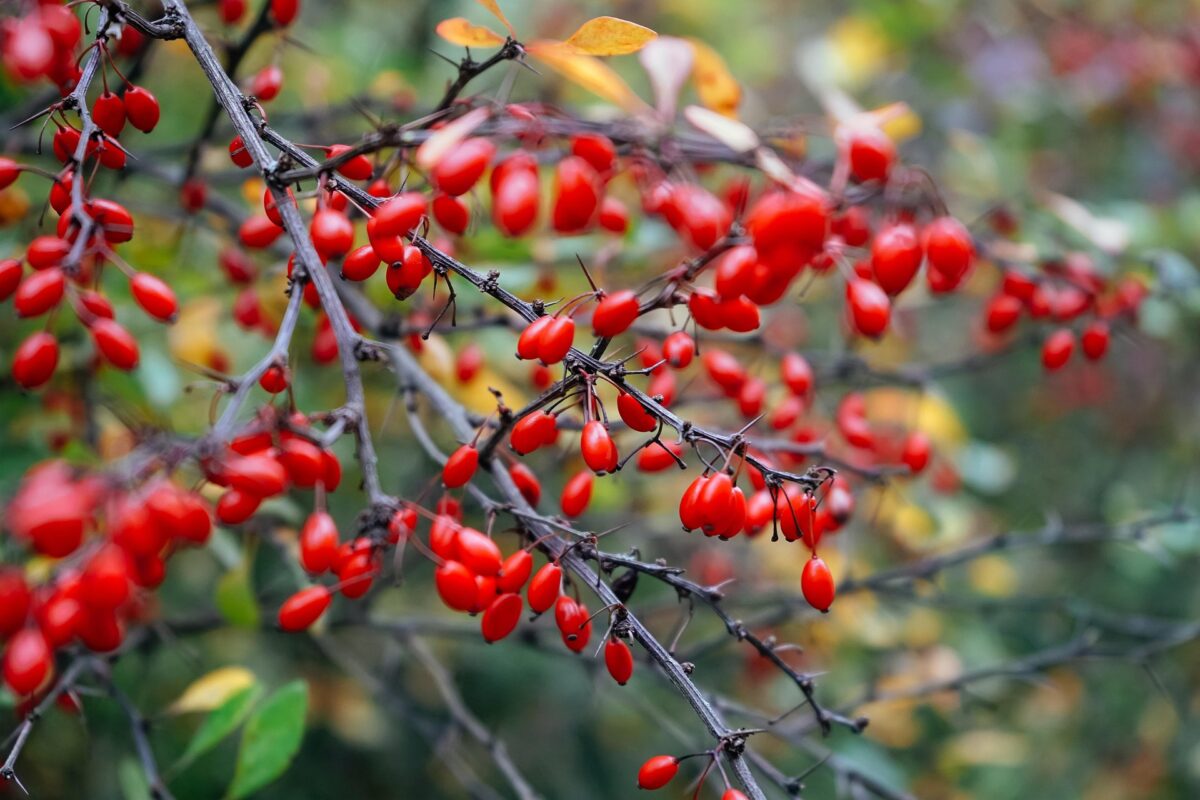 Городники пояснили, для чого вирощувати барбарис у своєму городі