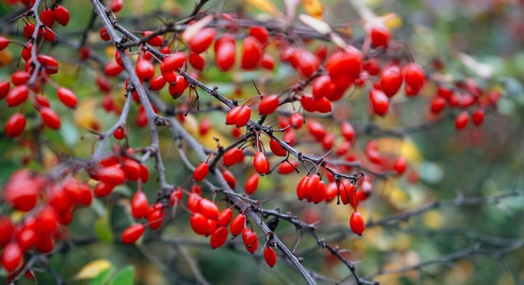 Чи реально виростити в своєму городі барбарис: що саме робити з вирощеним урожаєм цієї рослини 