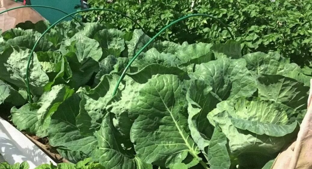 Маленький город — великий врожай: 3 способи ефективного використання невеликої ділянки 