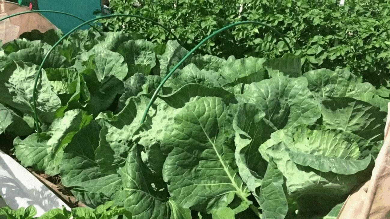 Агрономи розповіли, як виростити великий врожай на маленькій ділянці