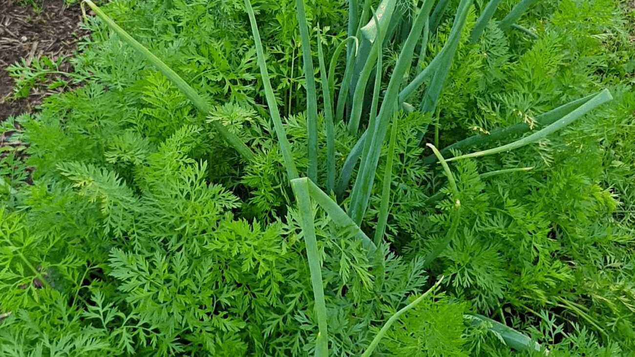 Агрономи розповіли, як виростити великий врожай на маленькій ділянці