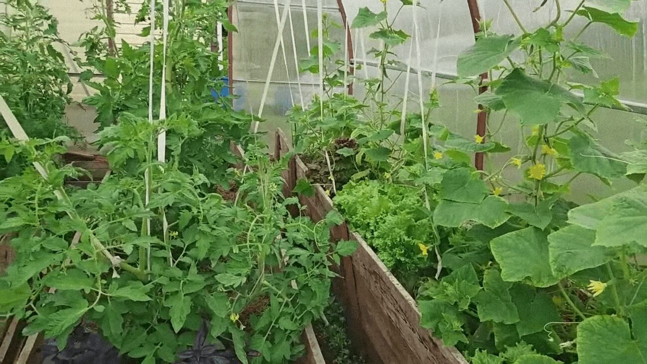 Агрономи розповіли, як виростити великий врожай на маленькій ділянці