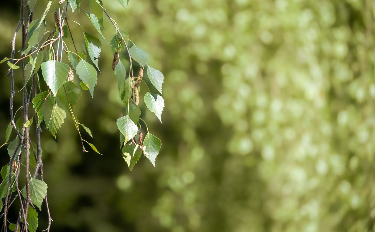 Городники назвали найкращий аптечний препарат проти цибулевої мухи