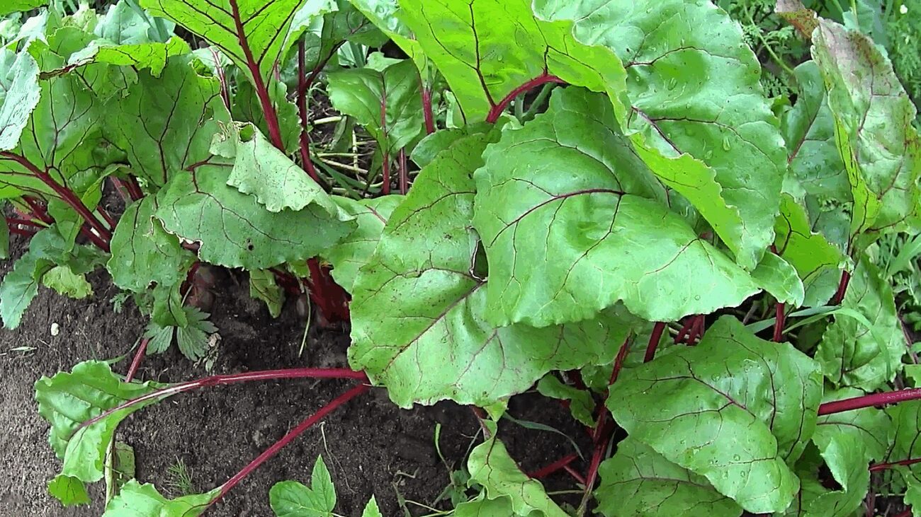 Експерт розповів, коли сіяти столові буряки у відкритий ґрунт у травні 