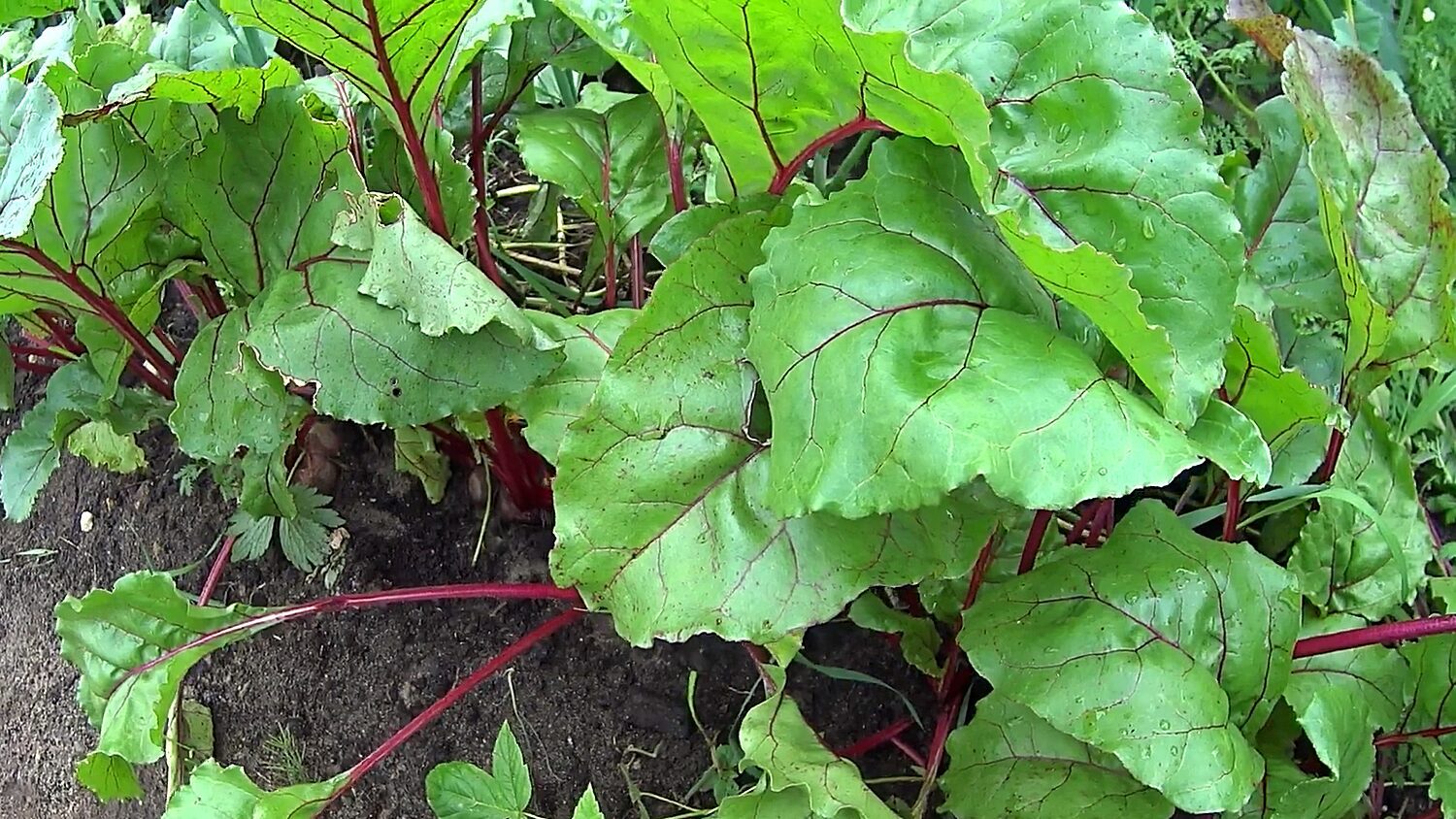 Дачники розсекретили найкраще підживлення для буряків, щоб був великий врожай Дачники розсекретили найкраще підживлення для буряків, щоб був великий врожай