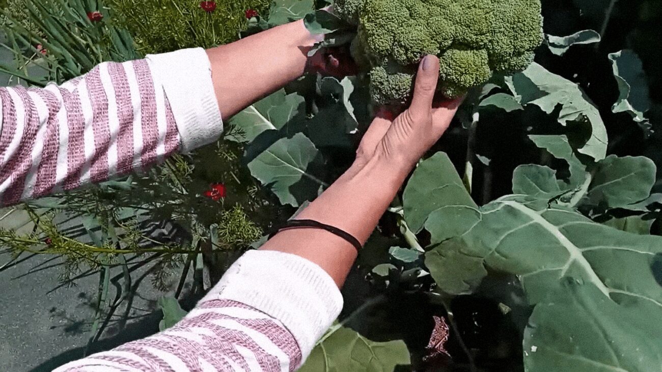 Городники дали поради, щоб отримати щедрий врожай броколі