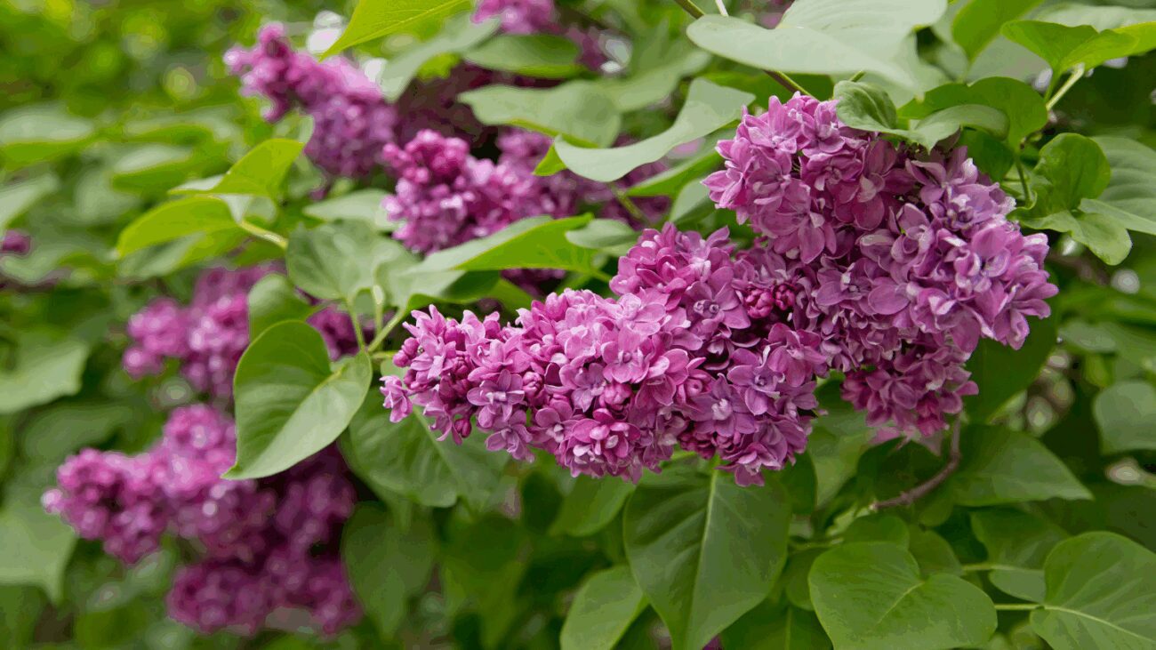 Квітникарі назвали декоративний кущ, який кращий за бузок