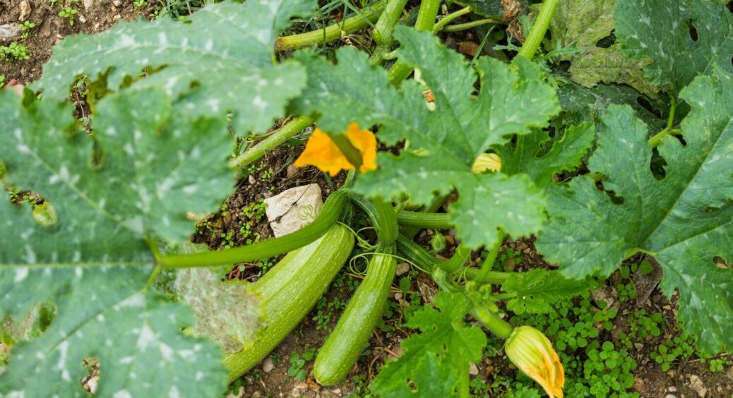 Найкращий вибір для швидкого врожаю: які ранні сорти кабачків саджати у квітні 2025? 