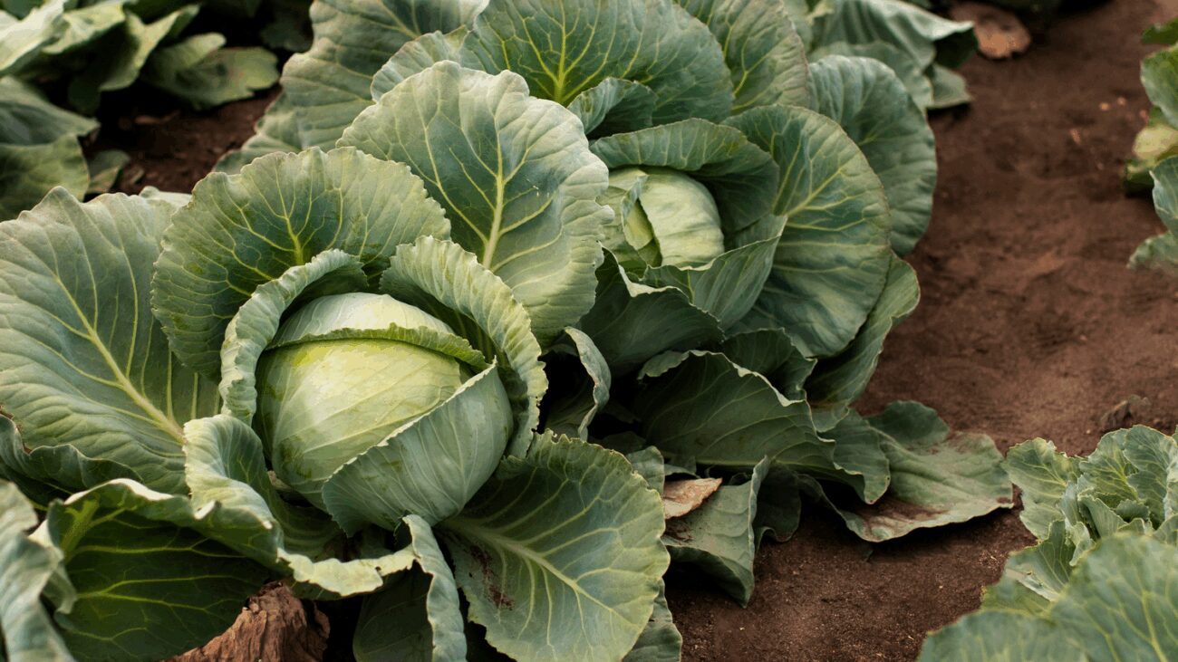 1 головний секрет величезних качанів