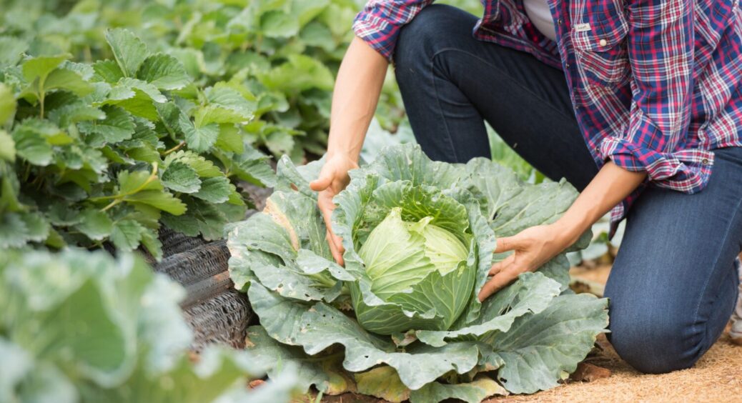 Використовую лише ці 3 правила для догляду за капустою: ростуть щільні та великі качани 