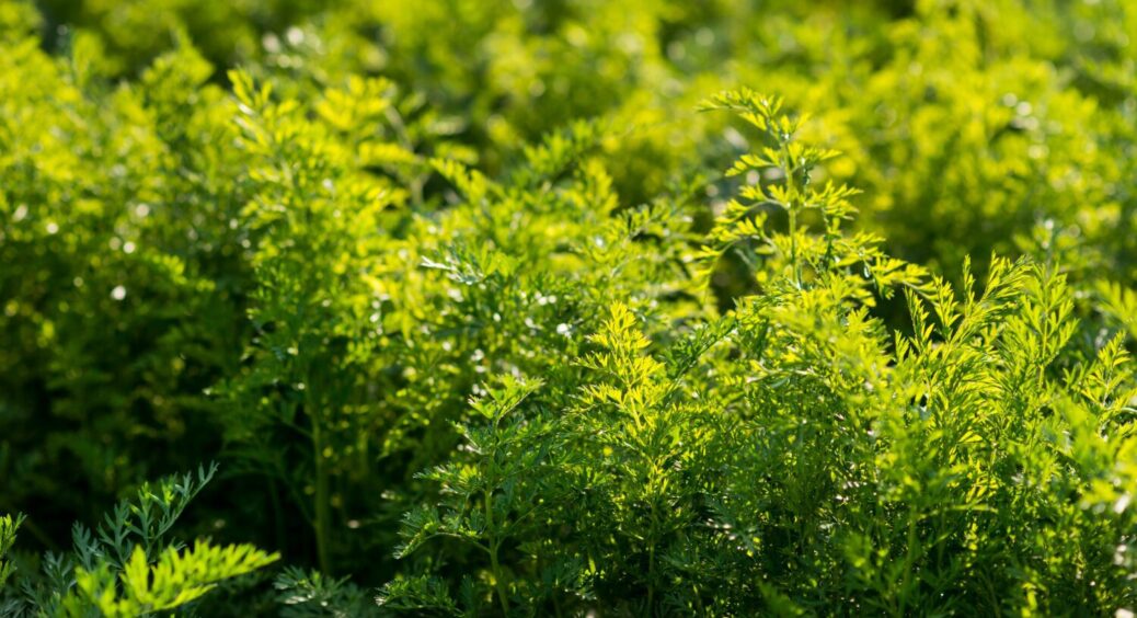 Морква сходить всього за 3 дні, наче під лінійку: секретний метод від фермерів 