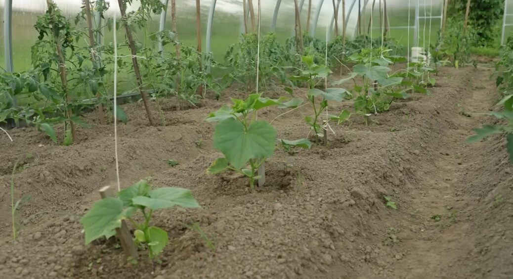 Бабуся казала: “Коли бузок зацвів — час садити огірки”. Так і роблю вже 15-й рік поспіль 