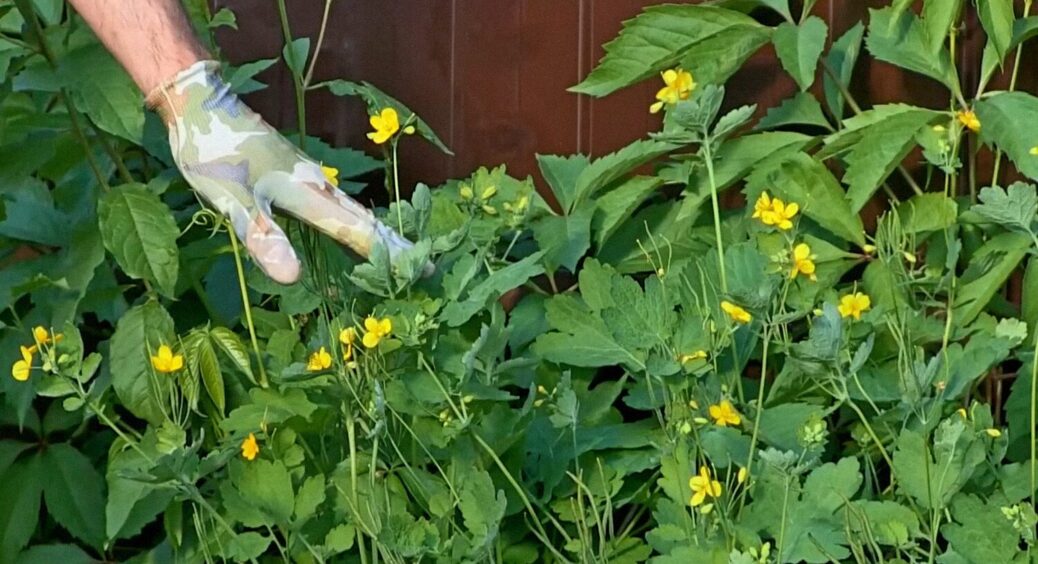 Не виривайте чистотіл з коренем: ось як він допомагає в саду – 2 причини його ніколи не чіпати 