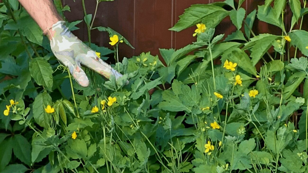 Садівник розповів, чому не варто позбавлятися від чистотілу в саду 