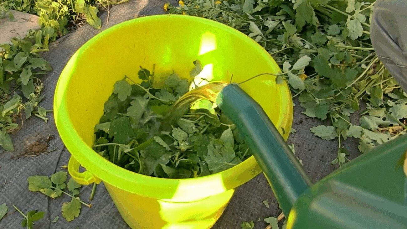 Городники розповіли, чим корисний чистотіл на городі