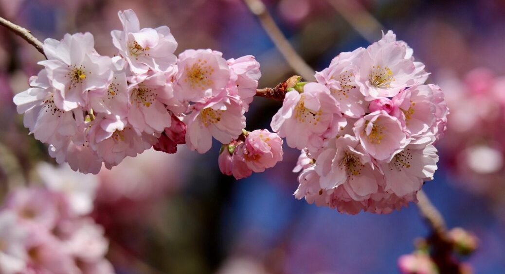3 хвиля весняних заморозків: які сади можуть постраждати – дачники вже готуються 